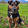 Milo participe au concours pour gagner de l'argent avec cette photo : dog, grass, field, leaves, mountains, outdoor, nature, collar, pet, animal, brown_fur, black_fur, canine, scenic, cloudy_sky, autumn, sitting, portrait, landscape, fur