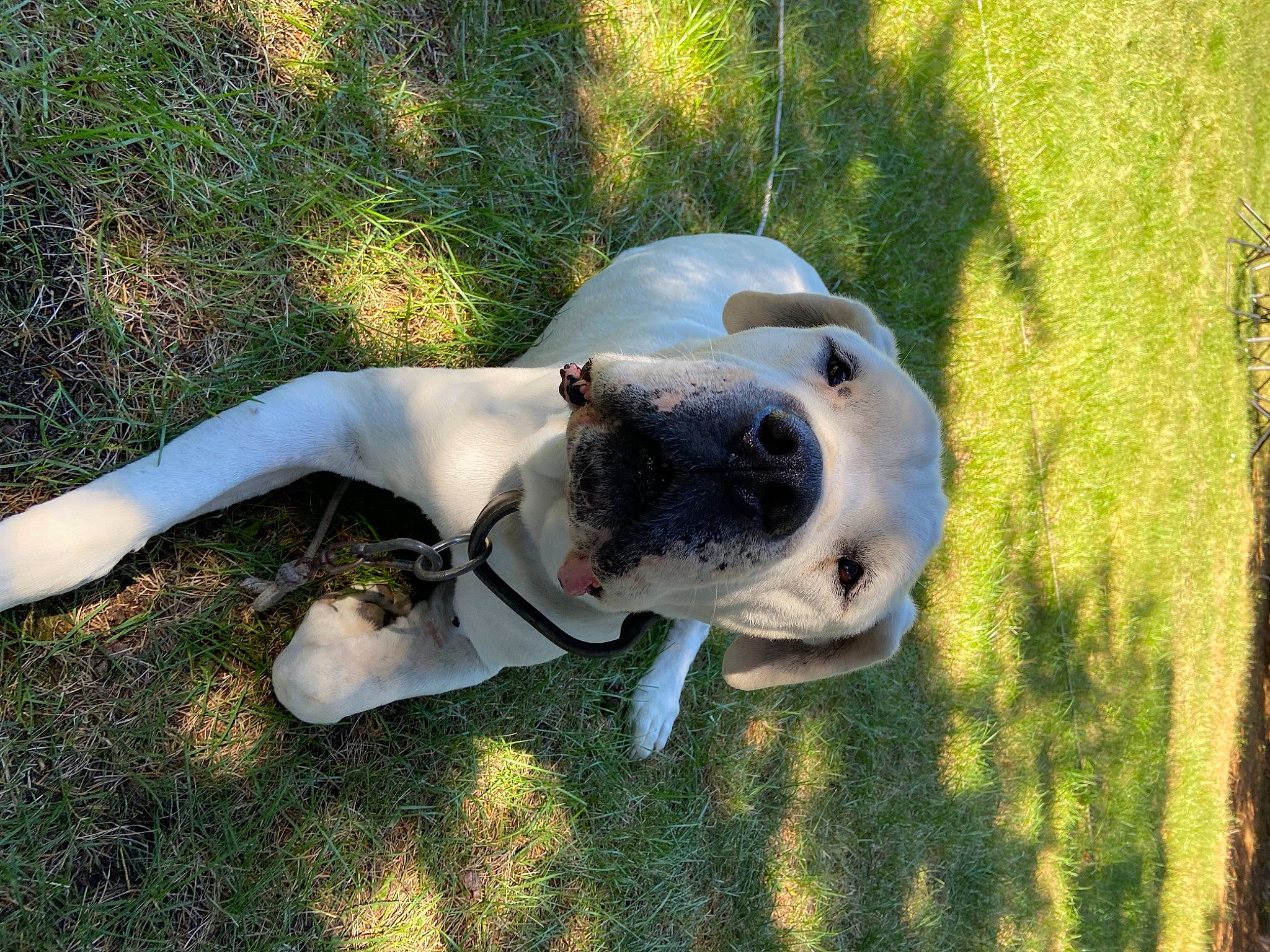 Helmet participe au concours pour gagner de l'argent avec cette photo : ball, canidae, carnivore, collar, companion_dog, dog, dog_breed, dog_collar, fawn, grass, guard_dog, happy, molosser, plant, snout, sporting_group, tail, whiskers, working_animal, working_dog