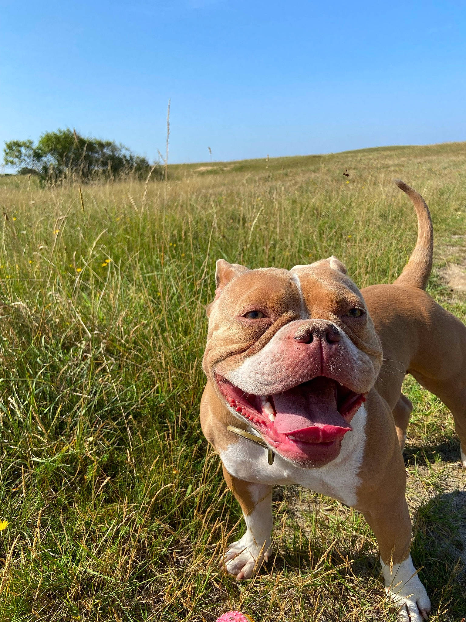 Lady participe au concours pour gagner de l'argent avec cette photo : bulldog, canidae, carnivore, collar, companion_dog, dog, dog_breed, dog_collar, fawn, grass, grassland, landscape, leash, plant, sky, snout, sporting_group, tree, working_animal, wrinkle
