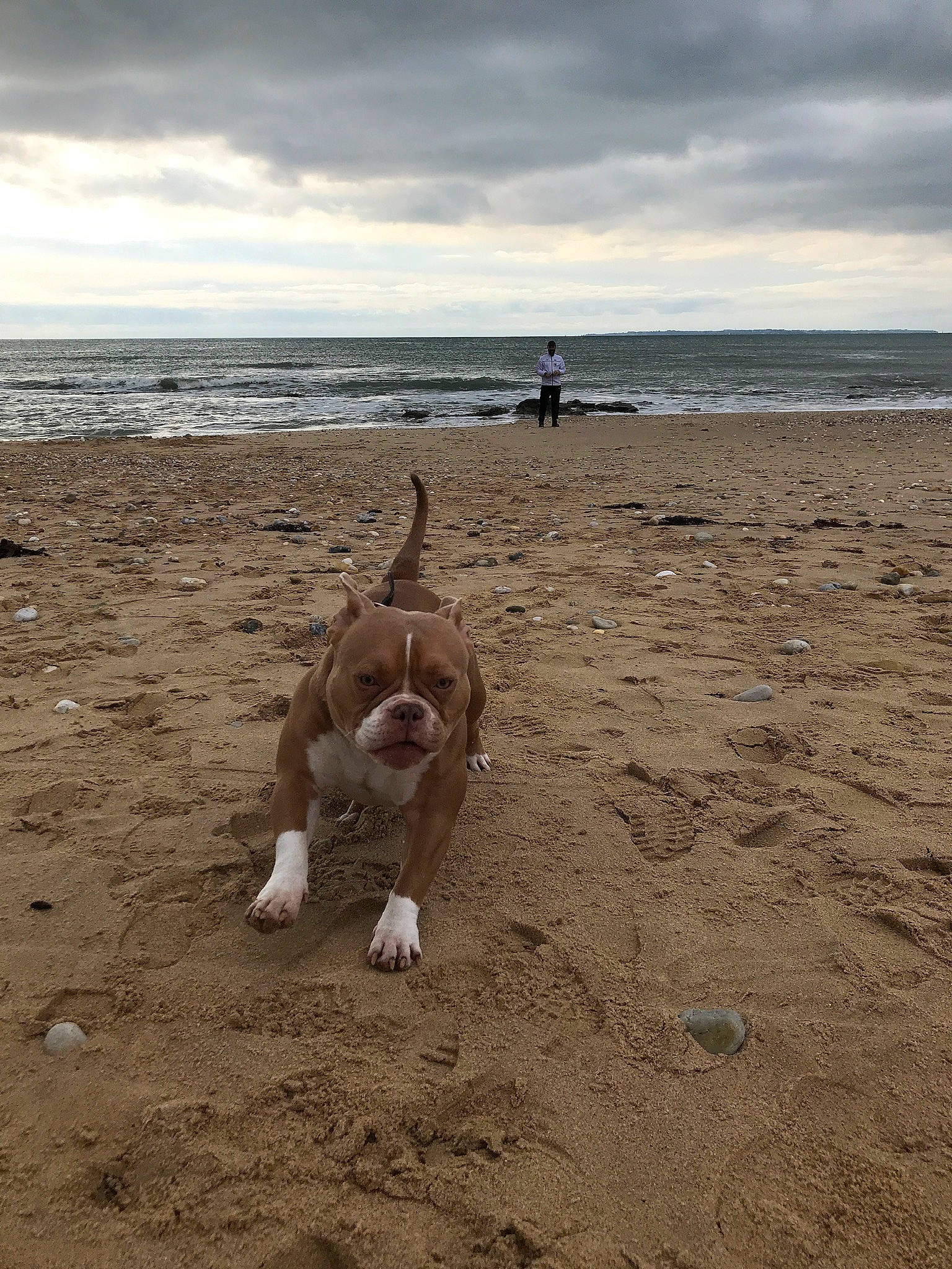 Lady a rejoint le concours — aidez-le/la à gagner de superbes lots ! beach, carnivore, cloud, coast, coastal_and_oceanic_landforms, companion_dog, dog, dog_breed, fawn, horizon, landscape, ocean, sand, sky, soil, tail, water, wind_wave, wood, working_animal