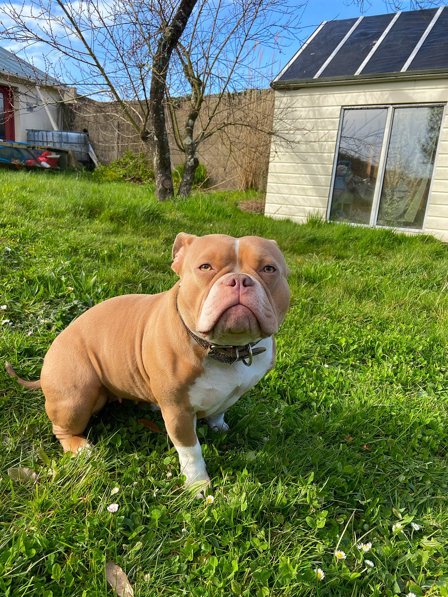 Lady a rejoint le concours — aidez-le/la à gagner de superbes lots ! bulldog, canidae, carnivore, companion_dog, dog, dog_breed, fawn, grass, grassland, molosser, plant, sky, snout, sporting_group, terrestrial_animal, tree, white_english_bulldog, window, working_dog, wrinkle