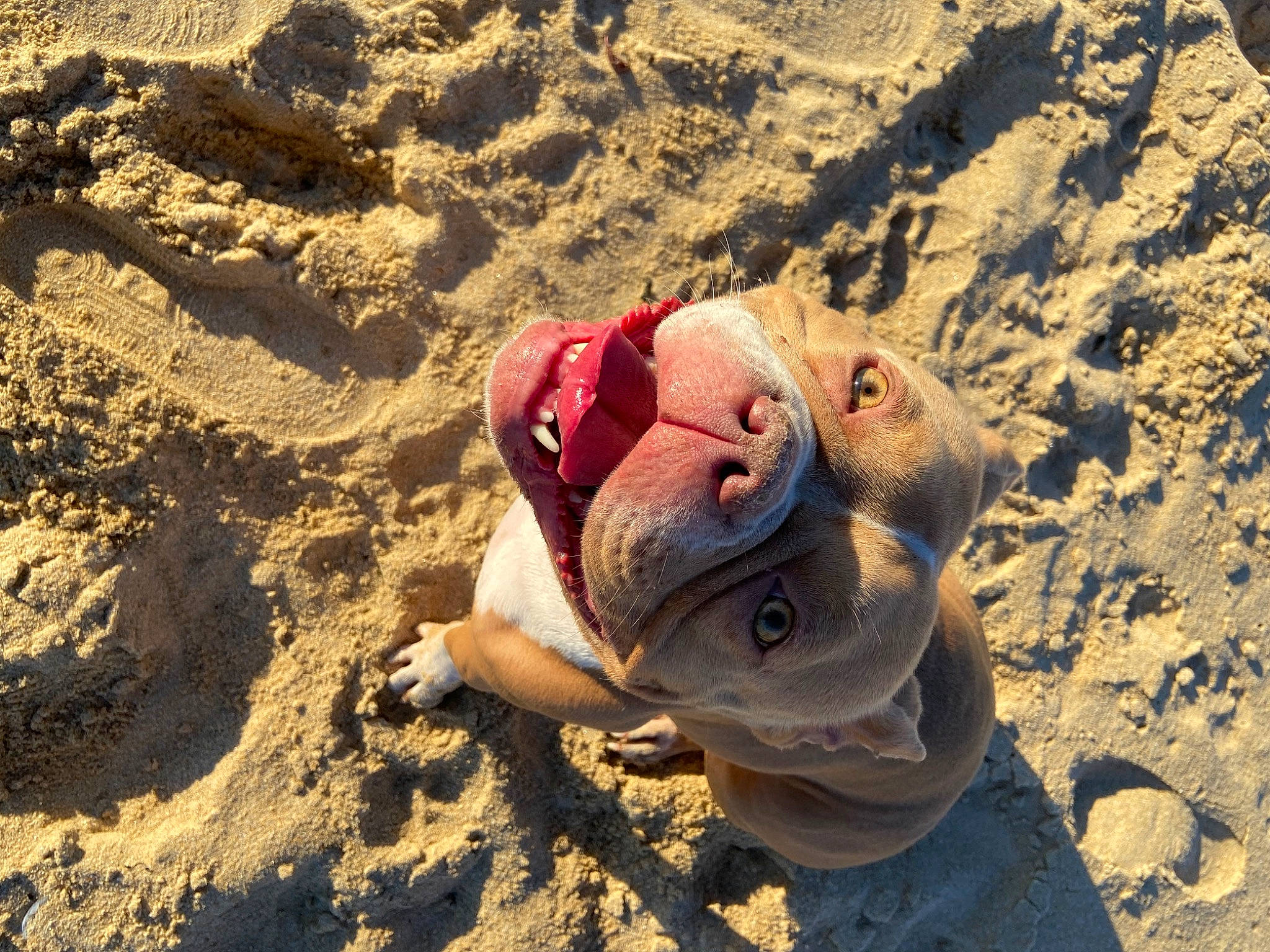 Lady a rejoint le concours — aidez-le/la à gagner de superbes lots ! aeolian_landform, beach, ecoregion, fun, geology, hat, landscape, leisure, mammal, recreation, rock, sand, shadow, soil, sun_hat, sunglasses, tourism, travel, vacation, wood