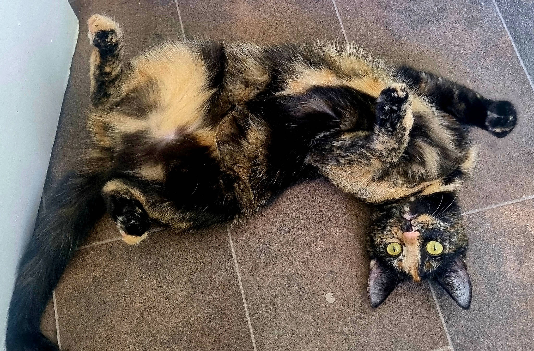 Lulu joined the competition — help win amazing prizes! carnivore, cat, claw, comfort, dog_breed, domestic_short_haired_cat, felidae, flooring, foot, fur, grey, natural_material, paw, small_to_medium_sized_cats, snout, tail, terrestrial_animal, vertebrate, whiskers