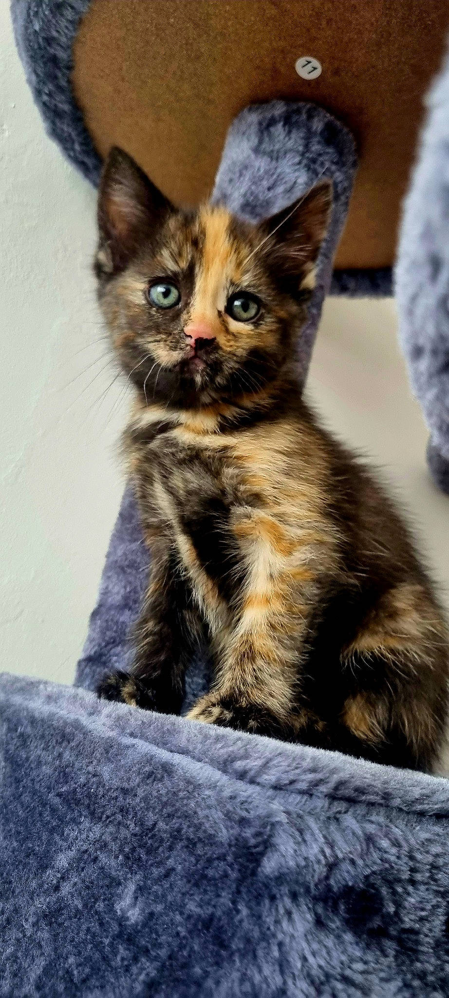 Lulu is registered to the contest to win money with this photo: carnivore, cat, claw, domestic_short_haired_cat, fawn, felidae, fur, paw, small_to_medium_sized_cats, snout, tail, terrestrial_animal, whiskers, wildlife, window