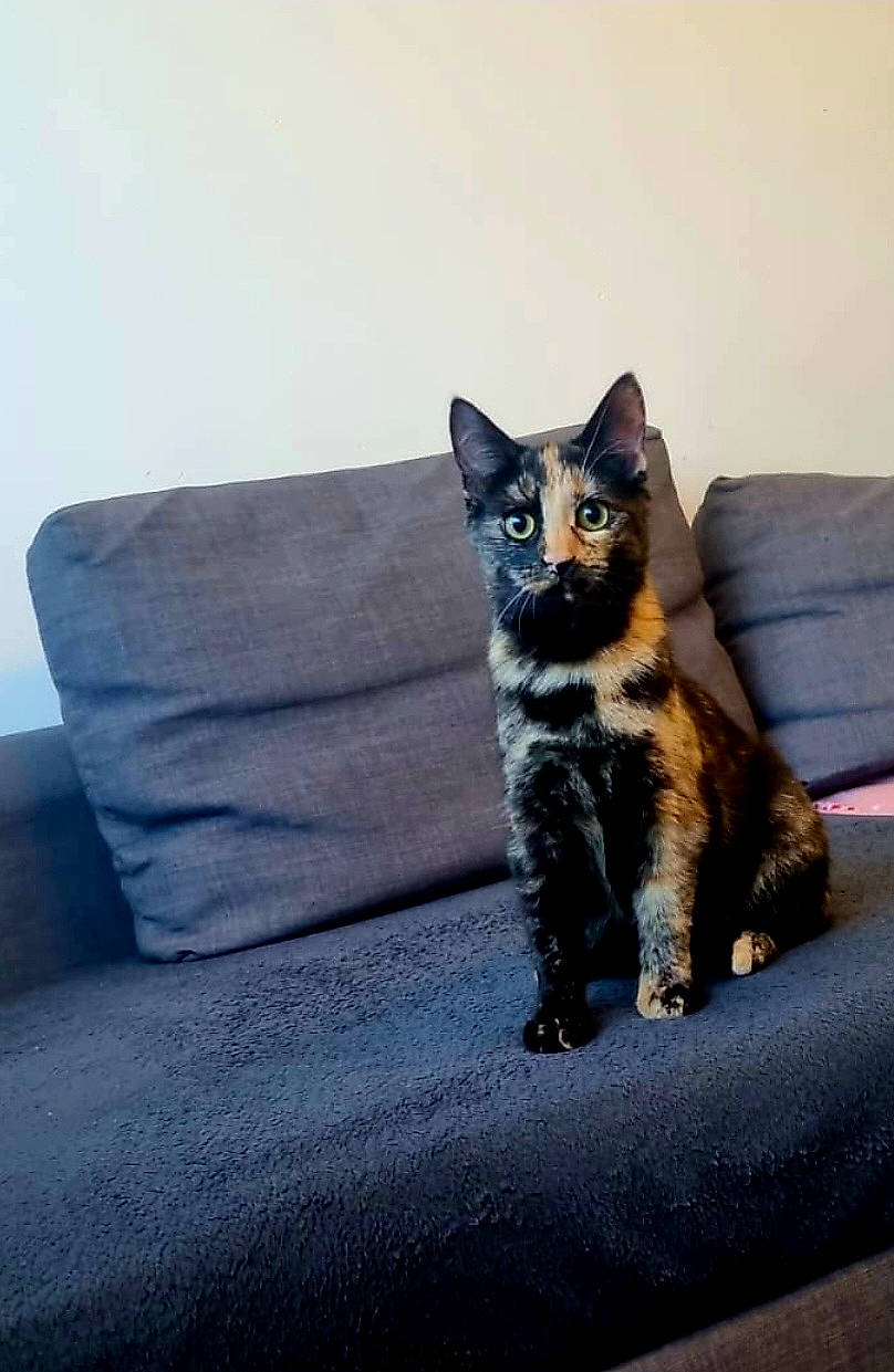 Lulu joined the competition — help win amazing prizes! carnivore, cat, comfort, couch, domestic_short_haired_cat, electric_blue, felidae, fur, grey, paw, plant, sitting, small_to_medium_sized_cats, snout, tail, terrestrial_animal, tree, whiskers, wildlife, wood