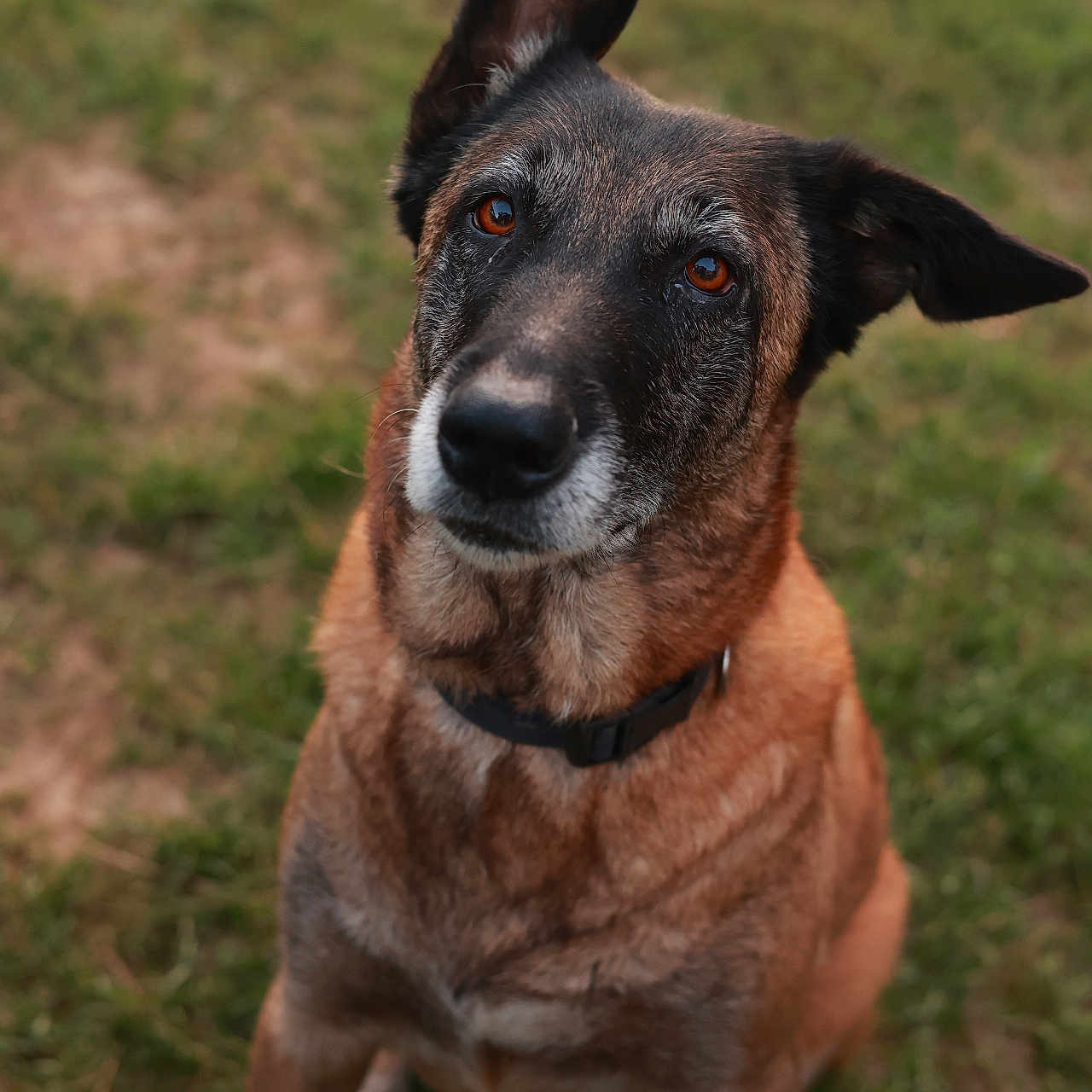 Bagheera participe au concours pour gagner de l'argent avec cette photo : alert, animal, black_fur, brown_fur, canine, collar, companion, dog, ears, eyes, fur_texture, grass, looking_up, loyal, muzzle, nature, outdoor, pet, portrait, sitting