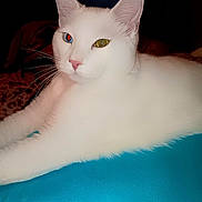 Scrappy joined the competition — help win amazing prizes! cat, white_cat, heterochromia, blue_eye, yellow_eye, pet, animal, feline, whiskers, pink_nose, lying_down, indoor, close_up, fur, relaxed, portrait, cute, domestic_animal, fluffy, bright_colors
