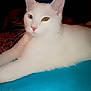 cat, white_cat, heterochromia, blue_eye, yellow_eye, pet, animal, feline, whiskers, pink_nose, lying_down, indoor, close_up, fur, relaxed, portrait, cute, domestic_animal, fluffy, bright_colors