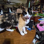 Isabelle is registered to the contest to win money with this photo: cat, calico_cat, animal, pet, feline, standing, desk, table, indoors, home, office, bookshelf, books, papers, cables, computer_accessories, pink_device, collar, bell, portrait