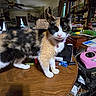 cat, calico_cat, animal, pet, feline, standing, desk, table, indoors, home, office, bookshelf, books, papers, cables, computer_accessories, pink_device, collar, bell, portrait