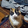 Isabelle joined the competition — help win amazing prizes! cat, calico_cat, pet, animal, feline, sitting, portrait, face, eyes, whiskers, ears, white_fur, black_fur, orange_fur, rug, floor, laundry, clothing, indoors, home