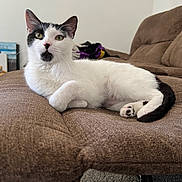 Athena joined the competition — help win amazing prizes! cat, black_and_white_cat, couch, indoor, pet, paw, whiskers, relaxed, lounging, portrait, close_up, green_eyes, fur, tail, furniture, living_room, upholstery, curious, ears, nose