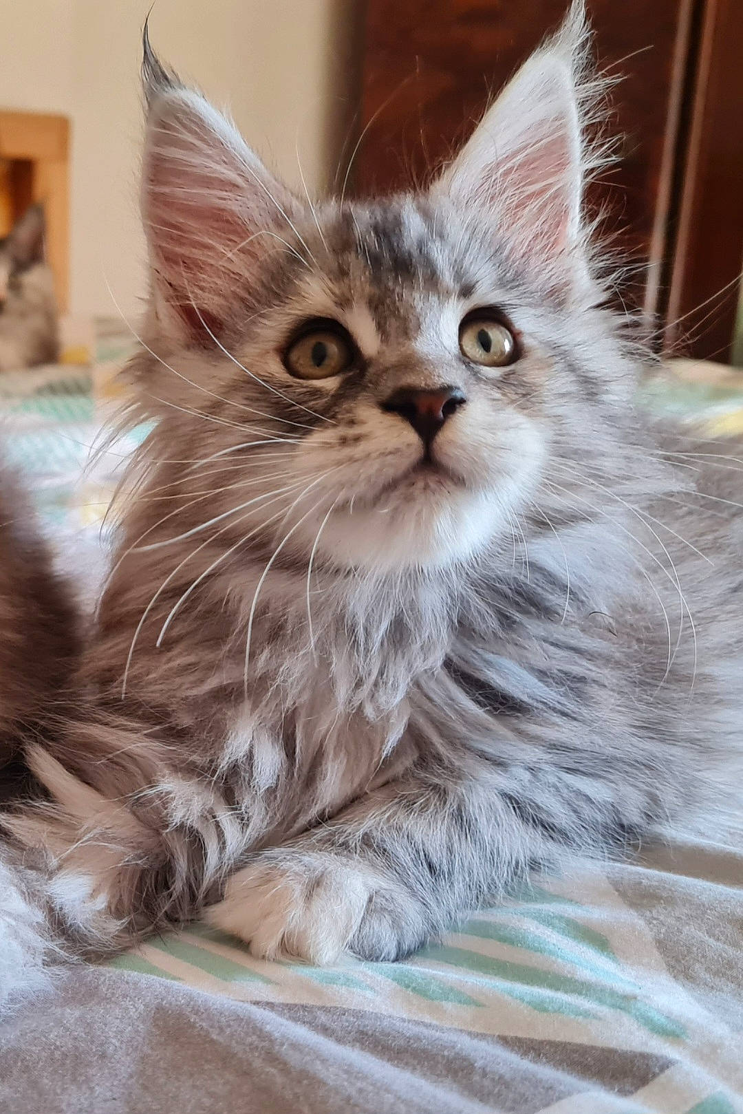 Unity a rejoint le concours — aidez-le/la à gagner de superbes lots ! box, carnivore, cat, chair, claw, domestic_short_haired_cat, fawn, felidae, fur, maine_coon, paw, small_to_medium_sized_cats, snout, whiskers, window, wood