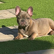 Harlem is registered to the contest to win money with this photo: adorable, animal, canine, companion, cute, daylight, dog, ears_up, french_bulldog, grass, laying, nature, outdoor, pavement, pet, puppy, small_dog, sunlight, watchful, young_dog