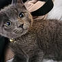 animal, bell, blanket, close_up, closeup, collar, curious, cute, domestic_cat, feline, fur, gray_cat, indoors, kitten, lying_down, pet, portrait, soft_texture, whiskers, young_cat