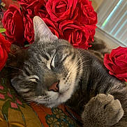 Mylo joined the competition — help win amazing prizes! cat, sleeping, tabby, rose, red_rose, flower, floral, pet, closeup, cozy, quilt, indoor, resting, paw, whiskers, fur, peaceful, cute, animal, relaxation