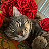 cat, sleeping, tabby, rose, red_rose, flower, floral, pet, closeup, cozy, quilt, indoor, resting, paw, whiskers, fur, peaceful, cute, animal, relaxation