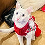 cat, white_cat, heterochromia, red_sweater, pom_pom, pet_clothing, indoor, carpet, feline, cute, domestic_cat, fluffy, attentive, close_up, animal, cozy, household_item, pillow, bag, floor