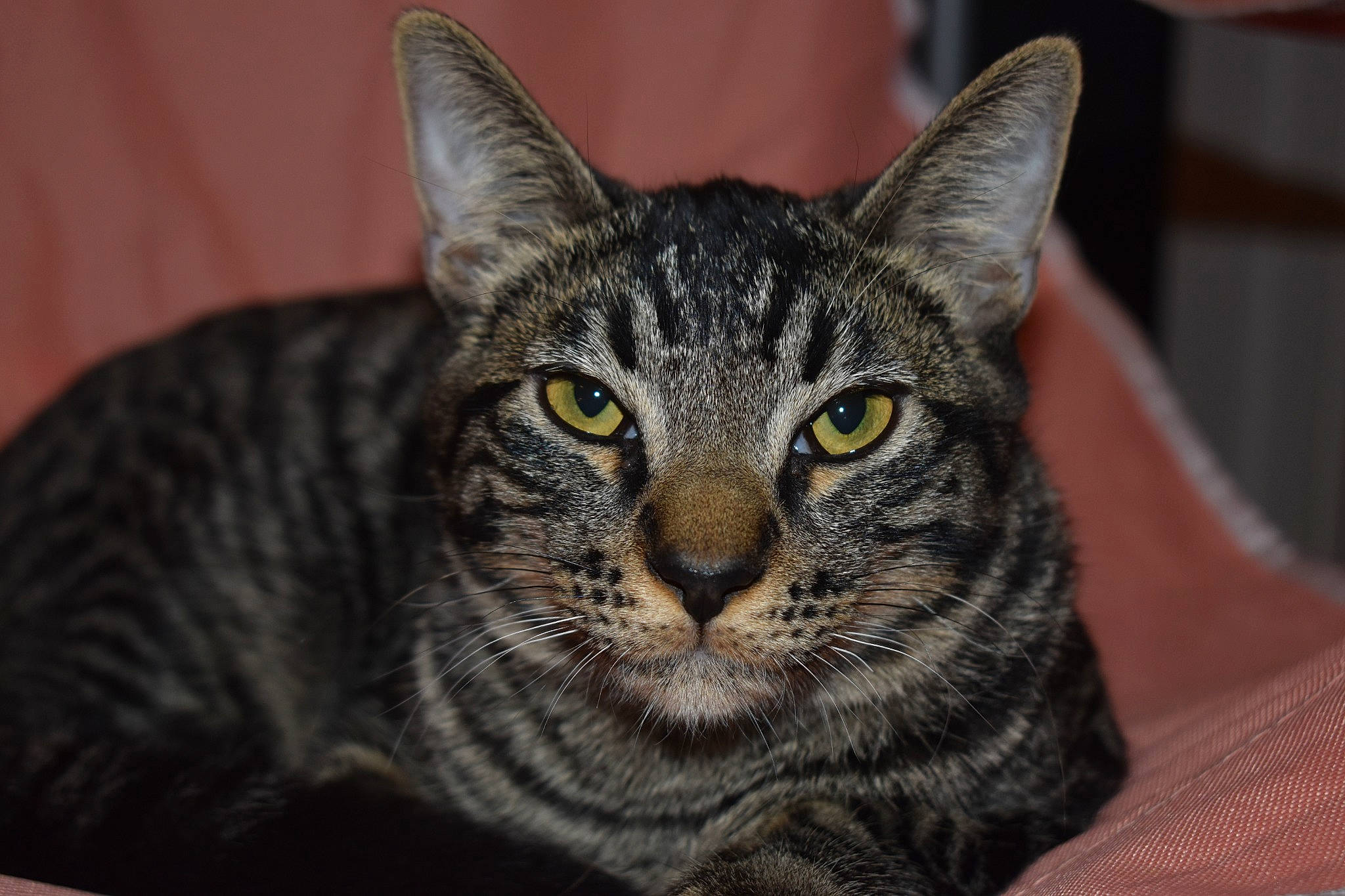 Niko joined the competition — help win amazing prizes! california_spangled, carnivore, cat, domestic_short_haired_cat, dragon_li, european_shorthair, felidae, fur, grey, iris, small_to_medium_sized_cats, snout, tabby_cat, vertebrate, whiskers