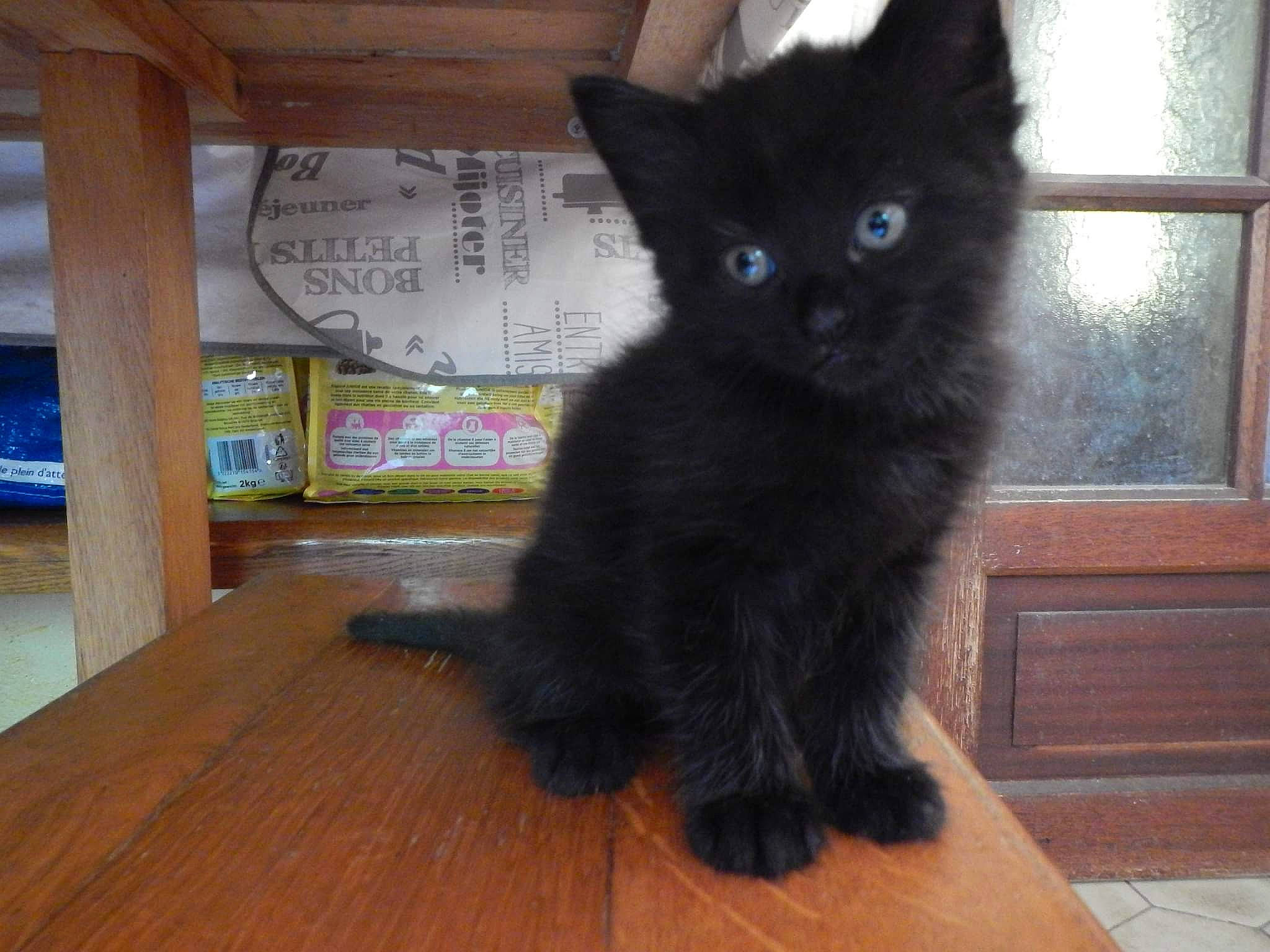 Coca participe au concours pour gagner de l'argent avec cette photo : black_cat, bombay, carnivore, cat, claw, domestic_short_haired_cat, felidae, floor, flooring, fur, hardwood, paw, small_to_medium_sized_cats, snout, tail, varnish, whiskers, window, wood, wood_stain