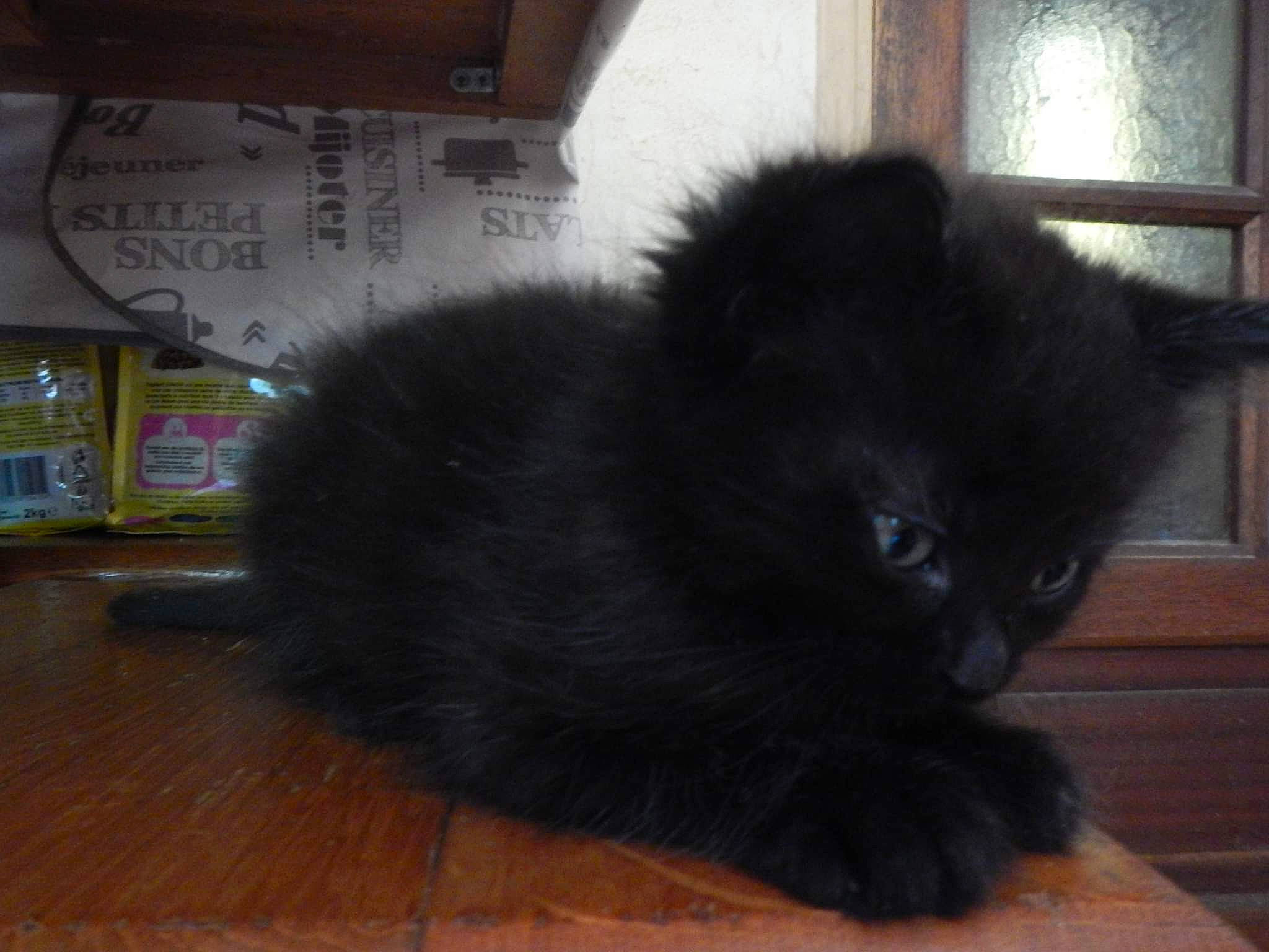 Coca a rejoint le concours — aidez-le/la à gagner de superbes lots ! black_cat, bombay, carnivore, cat, claw, companion_dog, felidae, flooring, fur, hardwood, small_to_medium_sized_cats, snout, tail, terrestrial_animal, varnish, whiskers, window, wood