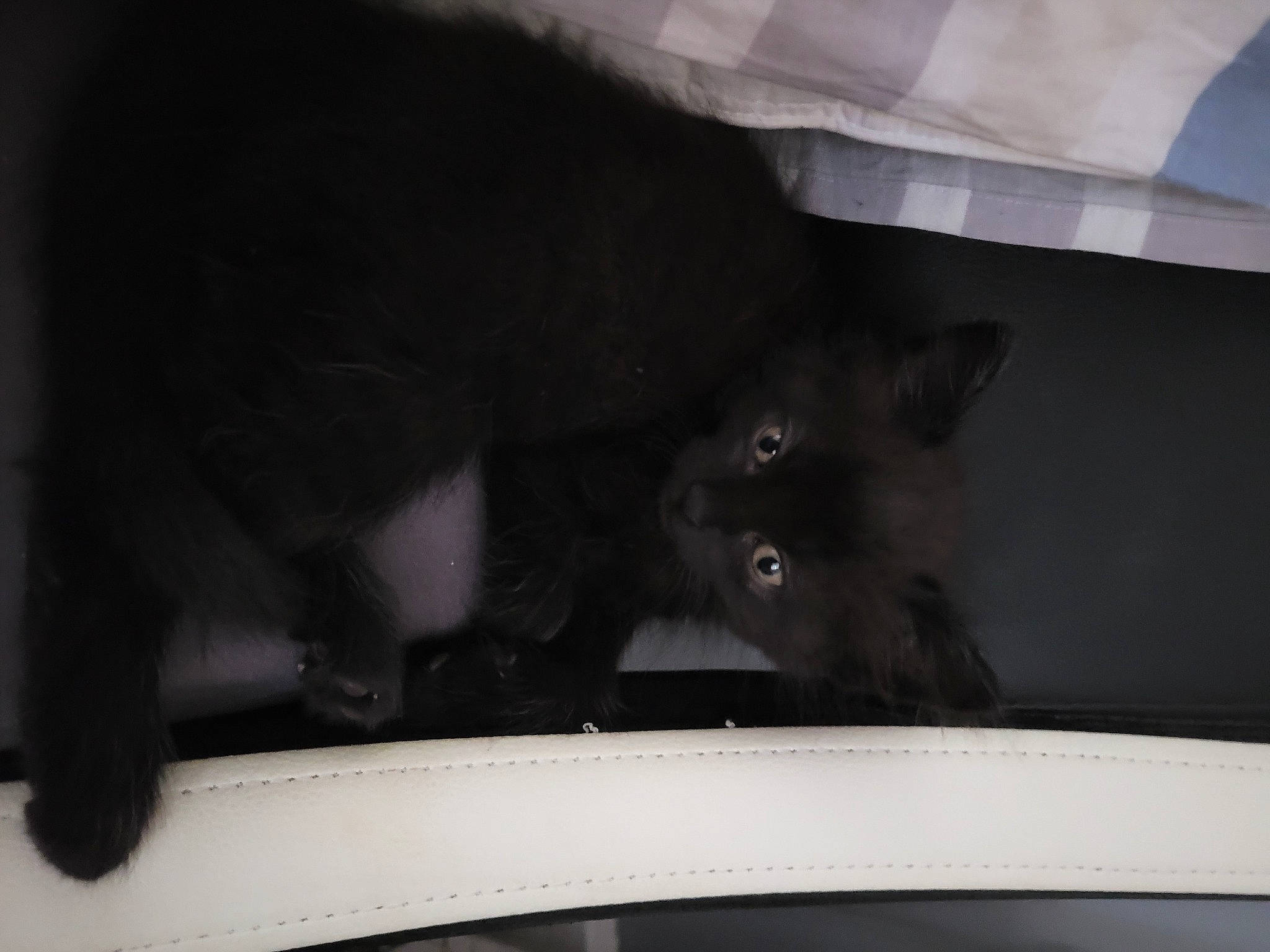 Coca a rejoint le concours — aidez-le/la à gagner de superbes lots ! automotive_tire, black_cat, carnivore, cat, comfort, felidae, fender, grey, hood, human_body, iris, mammal, monochrome, rim, small_to_medium_sized_cats, snout, tail, tints_and_shades, vertebrate, whiskers