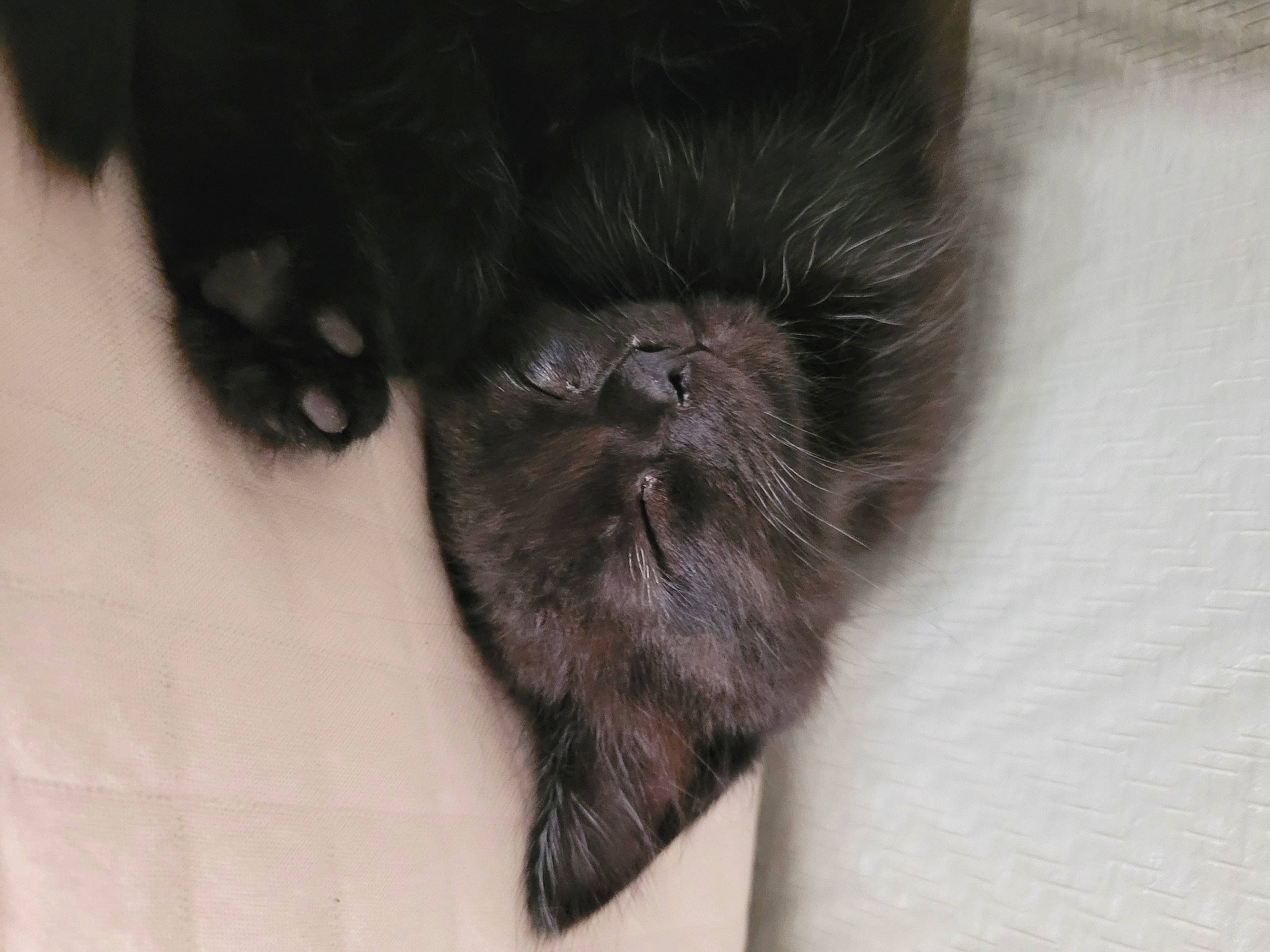 Coca participe au concours pour gagner de l'argent avec cette photo : black_cat, carnivore, cat, claw, dog_breed, domestic_short_haired_cat, felidae, flooring, fur, liver, small_to_medium_sized_cats, snout, tail, terrestrial_animal, whiskers