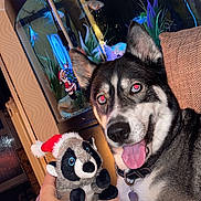 Liute joined the competition — help win amazing prizes! dog, plush_toy, hand, blanket, fish_tank, fish, indoor, cozy, smiling, tongue_out, collar, couch, decor, aquatic_plants, Christmas, Santa_hat, pet, animal, relaxing, home