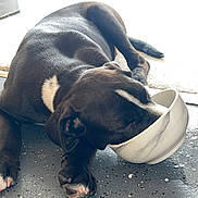 Nova is registered to the contest to win money with this photo: dog, black_dog, white_patch, bowl, floor, indoor, pet, animal, eating, lying_down, marble_pattern, snout_in_bowl, paw, speckled_floor, relaxed, domestic, cute, canine, resting, feeding