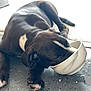 dog, black_dog, white_patch, bowl, floor, indoor, pet, animal, eating, lying_down, marble_pattern, snout_in_bowl, paw, speckled_floor, relaxed, domestic, cute, canine, resting, feeding