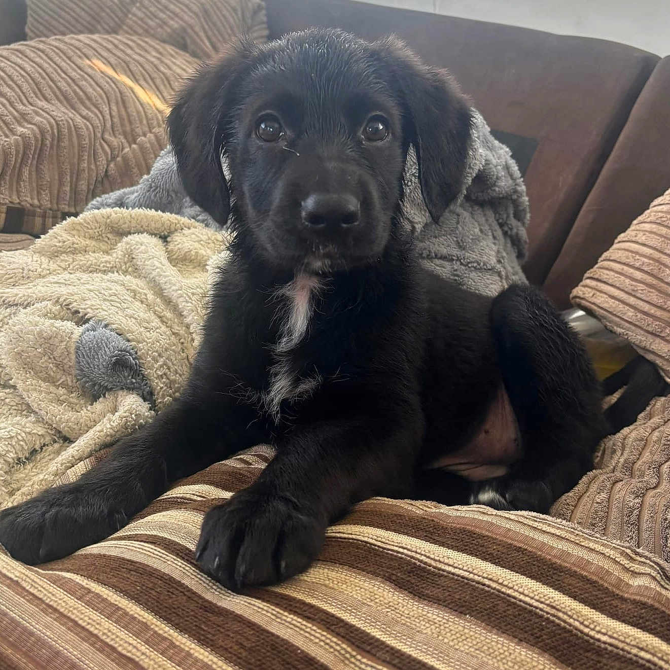 Luna joined the competition — help win amazing prizes! animal, black_dog, blanket, comfort, couch, cozy, cute, dog, ears, fur, indoor, living_room, nose, paw, pet, puppy, resting, soft, striped, young_dog