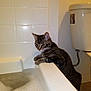 Ashtray joined the competition — help win amazing prizes! cat, tabby_cat, bathtub, bubbles, bathroom, toilet, curious, pet, animal, indoor, feline, water, white_tiles, sanitaryware, domestic, cute, side_view, paw, edge, tile_wall