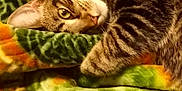 Ashtray joined the competition — help win amazing prizes! cat, tabby, pet, animal, feline, blanket, green, orange, soft, cozy, fur, whiskers, resting, indoor, cute, curious, closeup, comfort, relaxing, sleepy