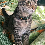 Ashtray joined the competition — help win amazing prizes! cat, tabby, pet, animal, collar, bell, indoor, blanket, green, orange, fur, whiskers, ears, paws, cute, domestic, feline, resting, cozy, curious