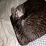 Ashtray joined the competition — help win amazing prizes! cat, tabby_cat, sleeping, curled_up, bed, blanket, striped_fur, pet, indoor, cozy, fur, resting, animal, cute, domestic_cat, whiskers, paw, soft_texture, napping, feline
