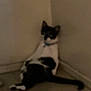 Jack joined the competition — help win amazing prizes! cat, black_and_white, sitting, corner, indoor, wall, floor, pet, animal, feline, collar, tail, blurred, low_light, quiet, home, lonely, resting, curious, fuzzy