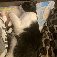 Jack joined the competition — help win amazing prizes! cat, black_and_white, sleeping, towel, blanket, indoor, cozy, fur, pet, resting, animal, cute, domestic_cat, feline, patterned, comfort, relaxed, side_view, quiet, warm