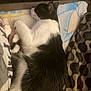 cat, black_and_white, sleeping, towel, blanket, indoor, cozy, fur, pet, resting, animal, cute, domestic_cat, feline, patterned, comfort, relaxed, side_view, quiet, warm
