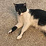Jack joined the competition — help win amazing prizes! cat, black_and_white, carpet, indoor, pet, feline, animal, relaxing, laying_down, fur, whiskers, paw, cute, domestic_cat, mammal, resting, sleepy, cozy, home, companion