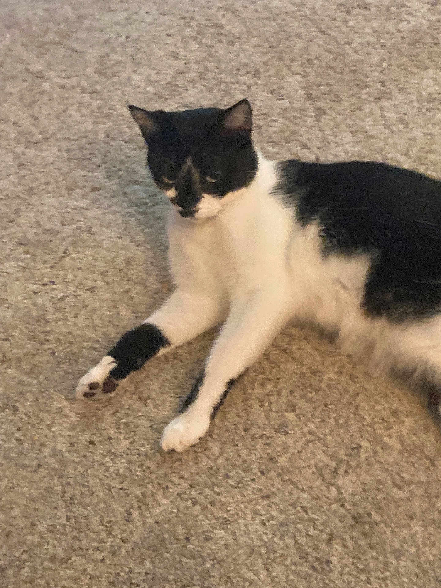 Jack joined the competition — help win amazing prizes! cat, black_and_white, carpet, indoor, pet, feline, animal, relaxing, laying_down, fur, whiskers, paw, cute, domestic_cat, mammal, resting, sleepy, cozy, home, companion
