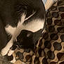 cat, black_and_white, sleeping, curled_up, blanket, patterned_blanket, cozy, fur, pet, indoor, resting, animal, whiskers, paw, soft, domestic_cat, cute, relaxed, feline, nap