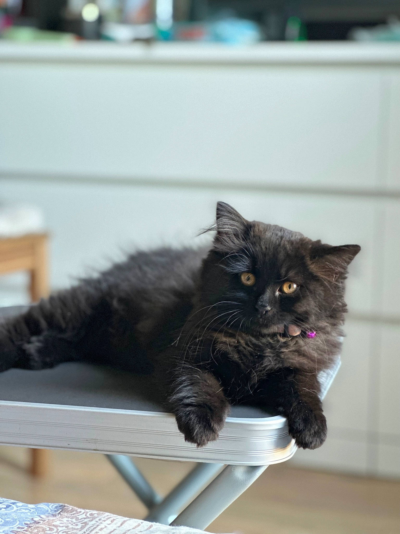 Bibiche a rejoint le concours — aidez-le/la à gagner de superbes lots ! black_cat, carnivore, cat, claw, comfort, domestic_short_haired_cat, felidae, flowerpot, fur, grey, outdoor_furniture, plant, sitting, small_to_medium_sized_cats, snout, table, tail, whiskers, window, wood