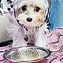 dog, puppy, small_dog, pet, animal, fur, cute, bowl, food_bowl, pink_outfit, costume, indoor, curious, white_fur, brown_fur, close_up, table, fabric, domestic_animal, companion