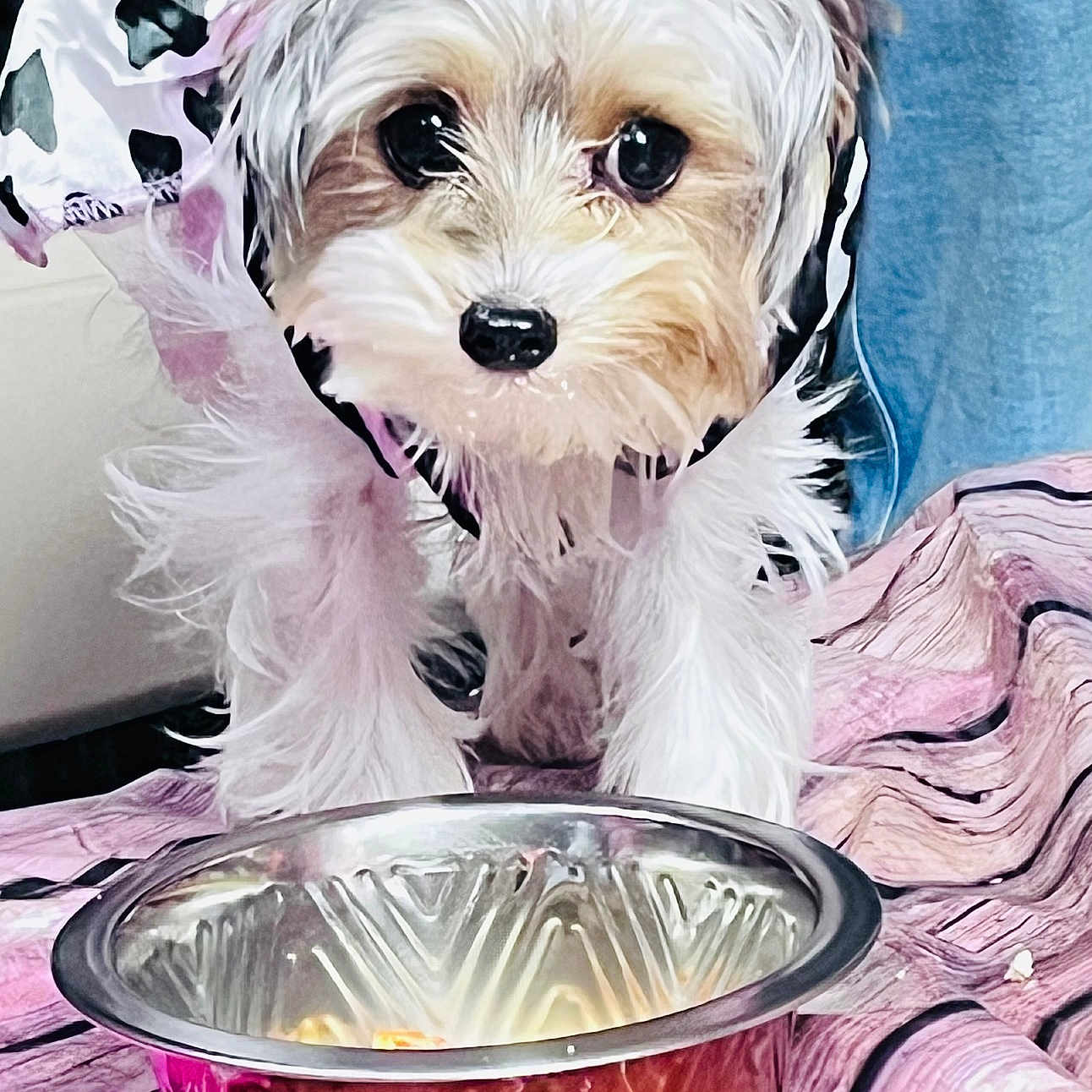 Stella Navi Rosen is registered to the contest to win money with this photo: animal, bowl, brown_fur, close_up, companion, costume, curious, cute, dog, domestic_animal, fabric, food_bowl, fur, indoor, pet, pink_outfit, puppy, small_dog, table, white_fur