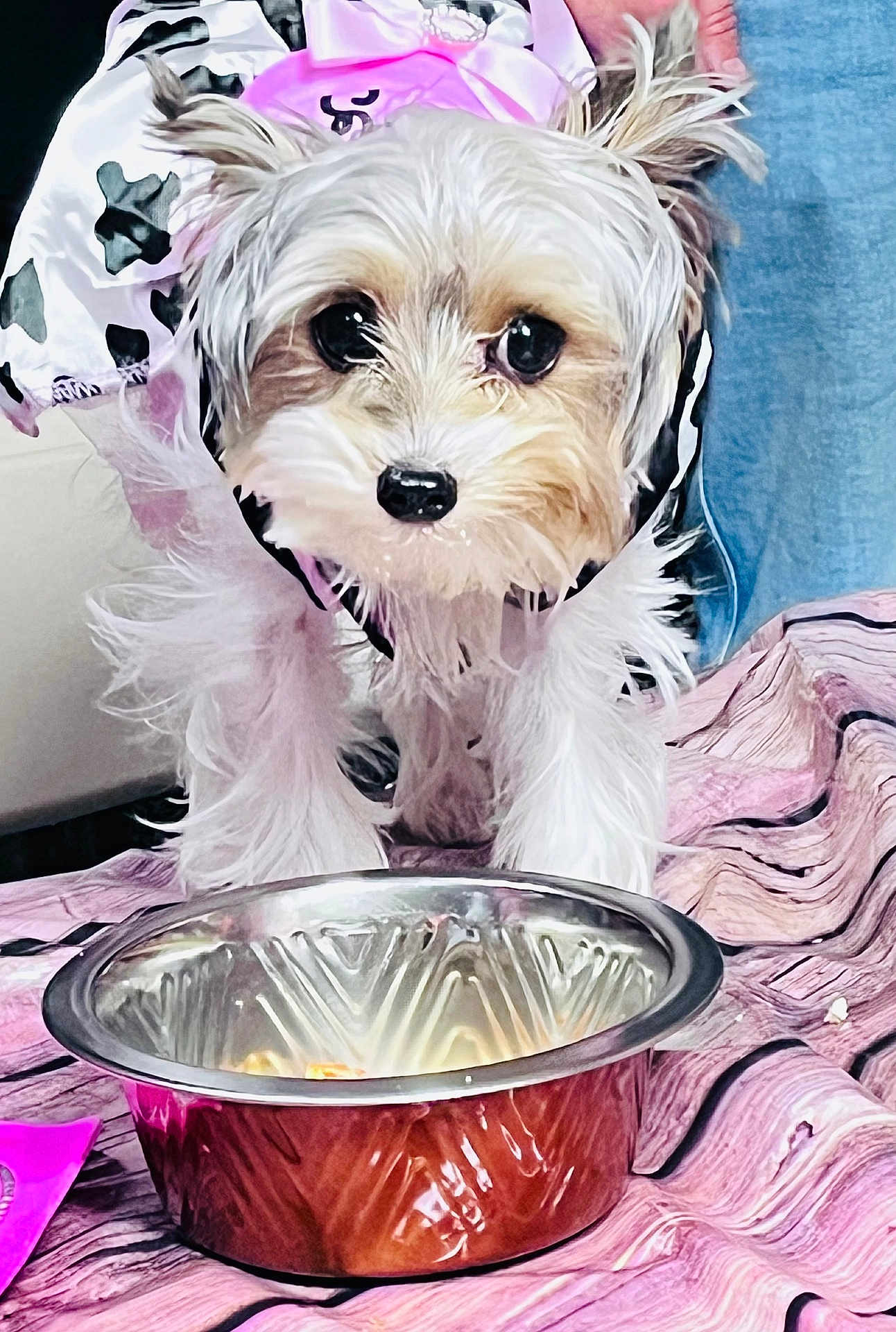 Stella Navi Rosen is registered to the contest to win money with this photo: dog, puppy, small_dog, pet, animal, fur, cute, bowl, food_bowl, pink_outfit, costume, indoor, curious, white_fur, brown_fur, close_up, table, fabric, domestic_animal, companion