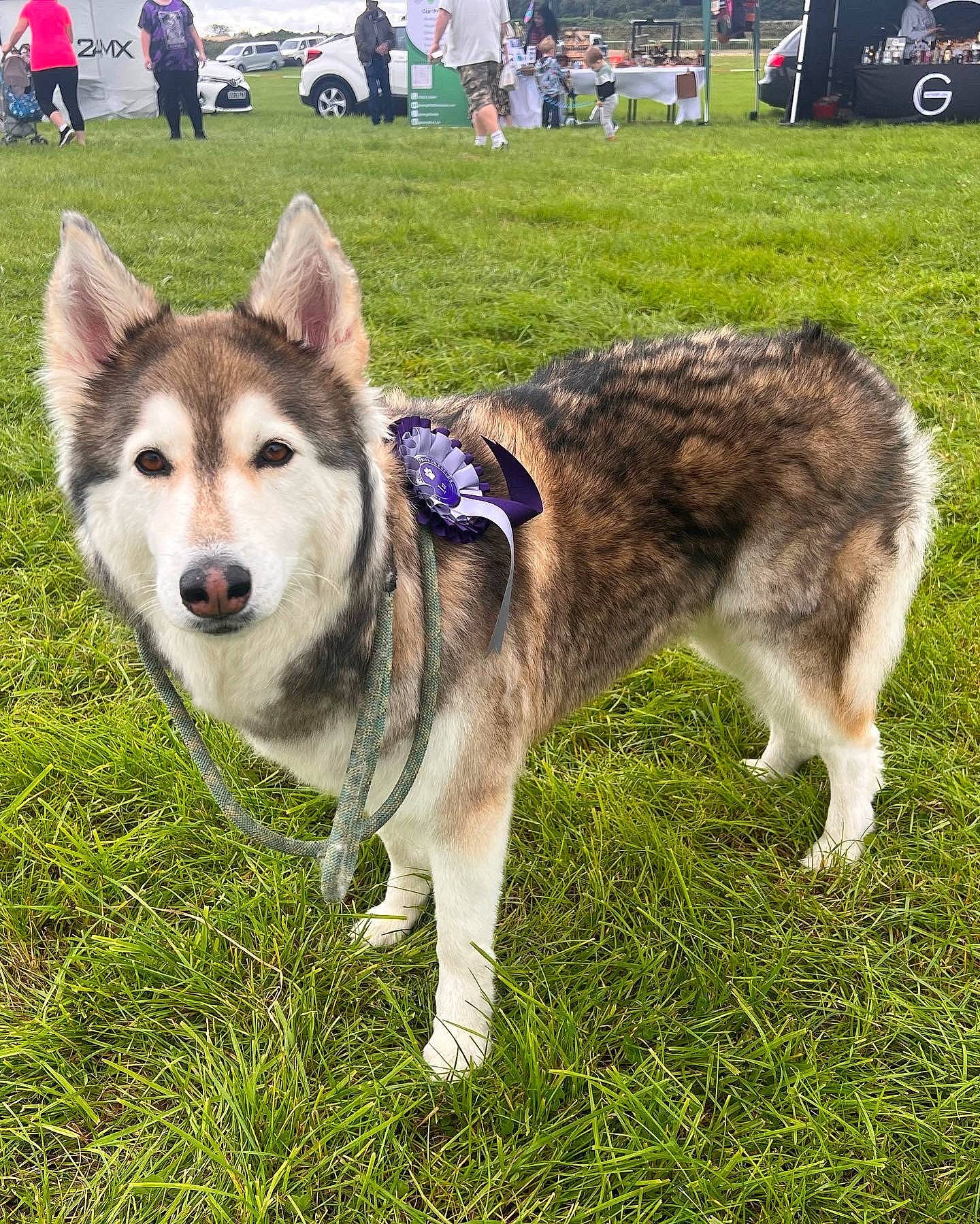 Narlah joined the competition — help win amazing prizes! ancient_dog_breeds, canidae, carnivore, chair, collar, companion_dog, dog, dog_breed, grass, non_sporting_group, pet_supply, plant, siberian_husky, sled_dog, sporting_group, tail, tire, wheel, working_animal, working_dog