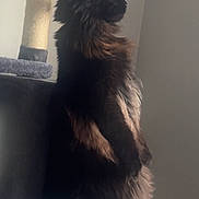 Ares is registered to the contest to win money with this photo: animal, black_cat, cat, cat_tree, domestic_animal, ears, feline, fluffy, fur, furry, home, indoor, looking, pet, portrait, quiet, resting, side_view, sitting, whiskers