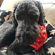 Rocky joined the competition — help win amazing prizes! dog, black_dog, curly_fur, bandana, red_bandana, holiday, indoor, cushion, patterned_cushion, resting, pet, cozy, window_light, relaxed, animal, fur, closeup, canine, domestic_animal, comfort