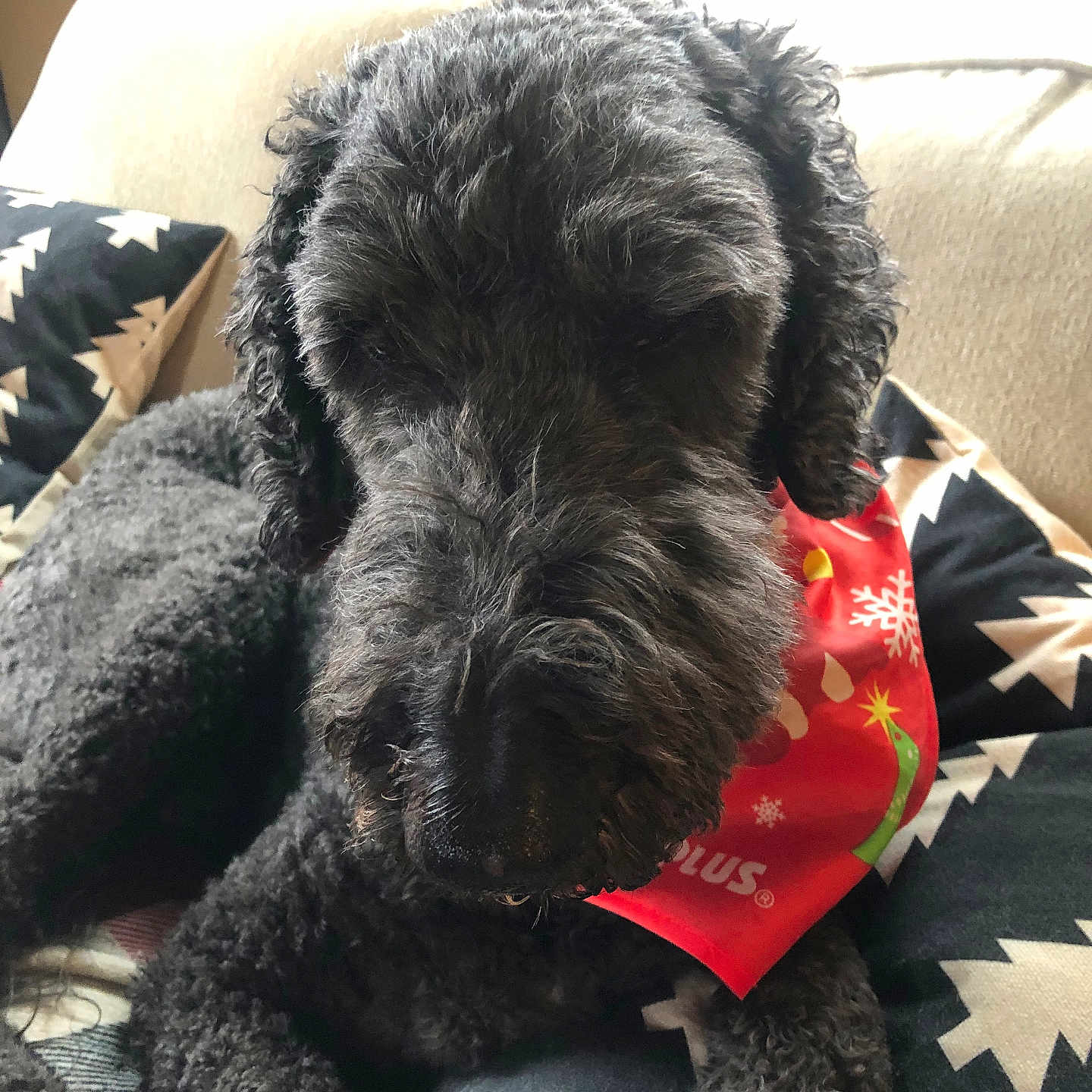 Rocky joined the competition — help win amazing prizes! animal, bandana, black_dog, canine, closeup, comfort, cozy, curly_fur, cushion, dog, domestic_animal, fur, holiday, indoor, patterned_cushion, pet, red_bandana, relaxed, resting, window_light