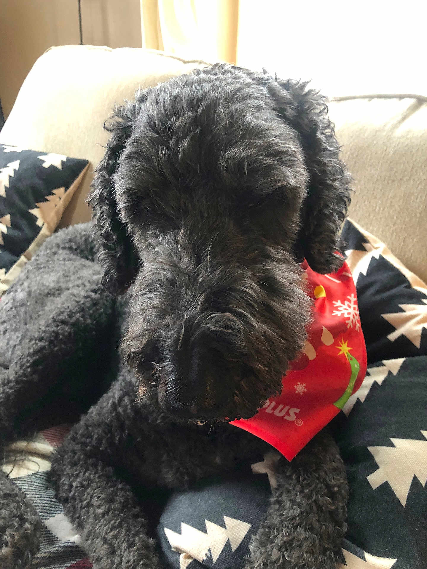 Rocky joined the competition — help win amazing prizes! dog, black_dog, curly_fur, bandana, red_bandana, holiday, indoor, cushion, patterned_cushion, resting, pet, cozy, window_light, relaxed, animal, fur, closeup, canine, domestic_animal, comfort